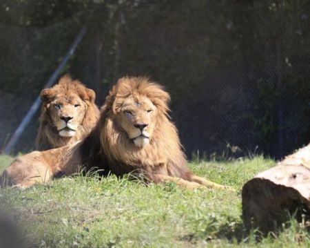 那須サファリパークも近く！