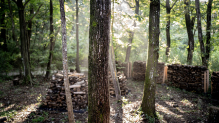 木漏れ日が彩る朝の森