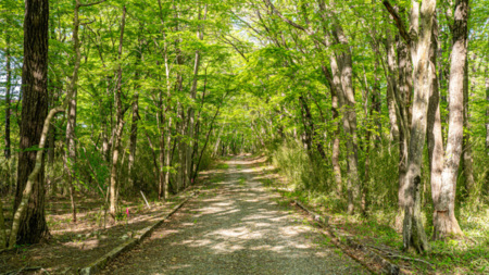 静かな森の別荘地