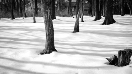 雪に包まれる別荘地